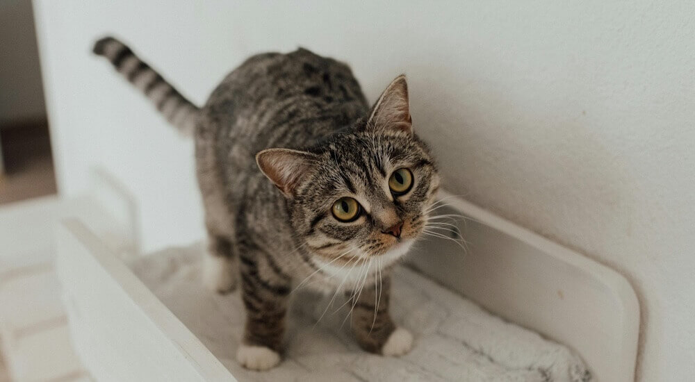 Getigerte Katze mit weißen Pfoten im Wohnzimmer