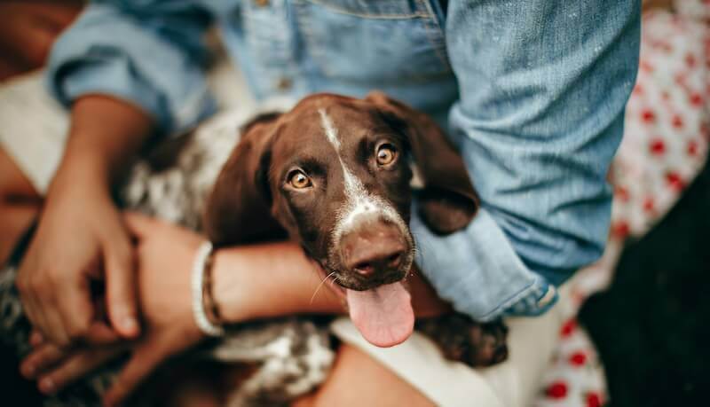 Hund bei seinem Besitzer